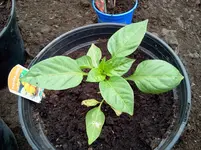 mai 147.webp