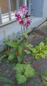 unbekanntes_blueh.webp