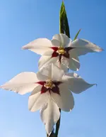 strngldl.webp