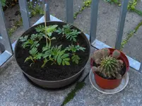 pflanzschale.webp