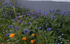 flockenmeer.webp