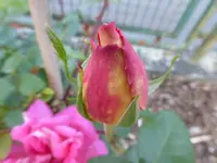 P1070204.webp