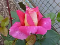 P1070207.webp