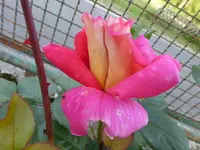 P1070208.webp
