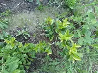 P1070261.webp