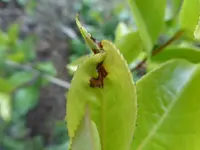 P1070260.webp