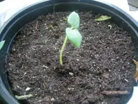 DSCN1213.webp