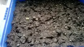 Romanesco.webp