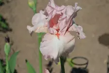 Schwertlilie rosa.webp