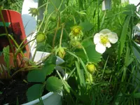 DSCN1208.webp