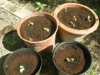 DSCN1209.webp