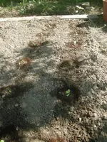DSCN1210.webp
