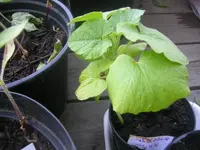 DSCN1214.webp