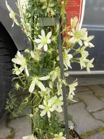 P1050280.webp