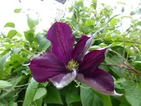 P1060200.webp