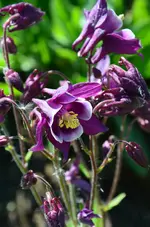 DSC_0199.webp