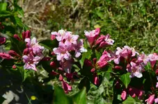 DSC_0208.webp