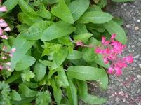 Gartenbilder Hartmann 05.05.2014 002.webp