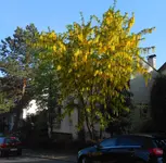 golden_p.webp
