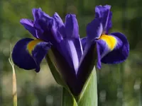 Zwiebeliris.webp
