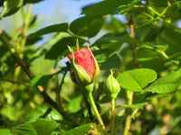 CIMG7502.webp