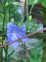 CIMG7503.webp