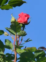 CIMG7508.webp