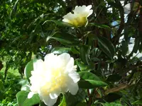 SAM_3817.webp