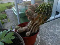 kakteen_2.webp