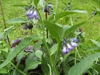 BILD2777.webp