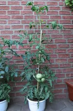IMG_0736.webp