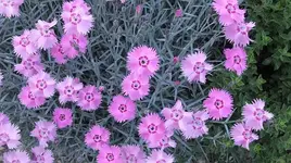 008.webp