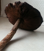 Pilz beim Spargel.webp