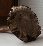 Pilz beim Spargel_02.webp