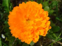 DSC03361.webp