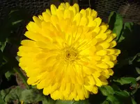 DSC03365.webp