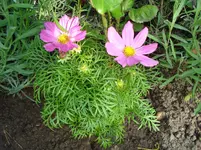 DSC03358.webp