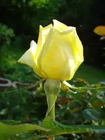 DSC03366.webp