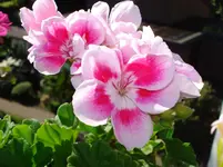 DSC03330.webp