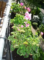 DSC03331.webp