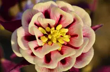 DSC_0002.webp