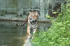 tiger.webp