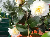 SAM_0311.webp
