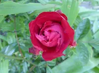 P1070280.webp