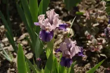 Pause (2).webp
