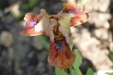 Tantara.webp