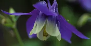 Akelei blau 140504.webp