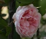 Rose unbekannt 140504.jpg