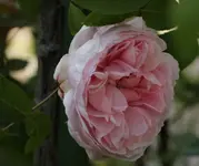Rose unbekannt 140504.webp