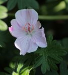 Geranium 140505.jpg